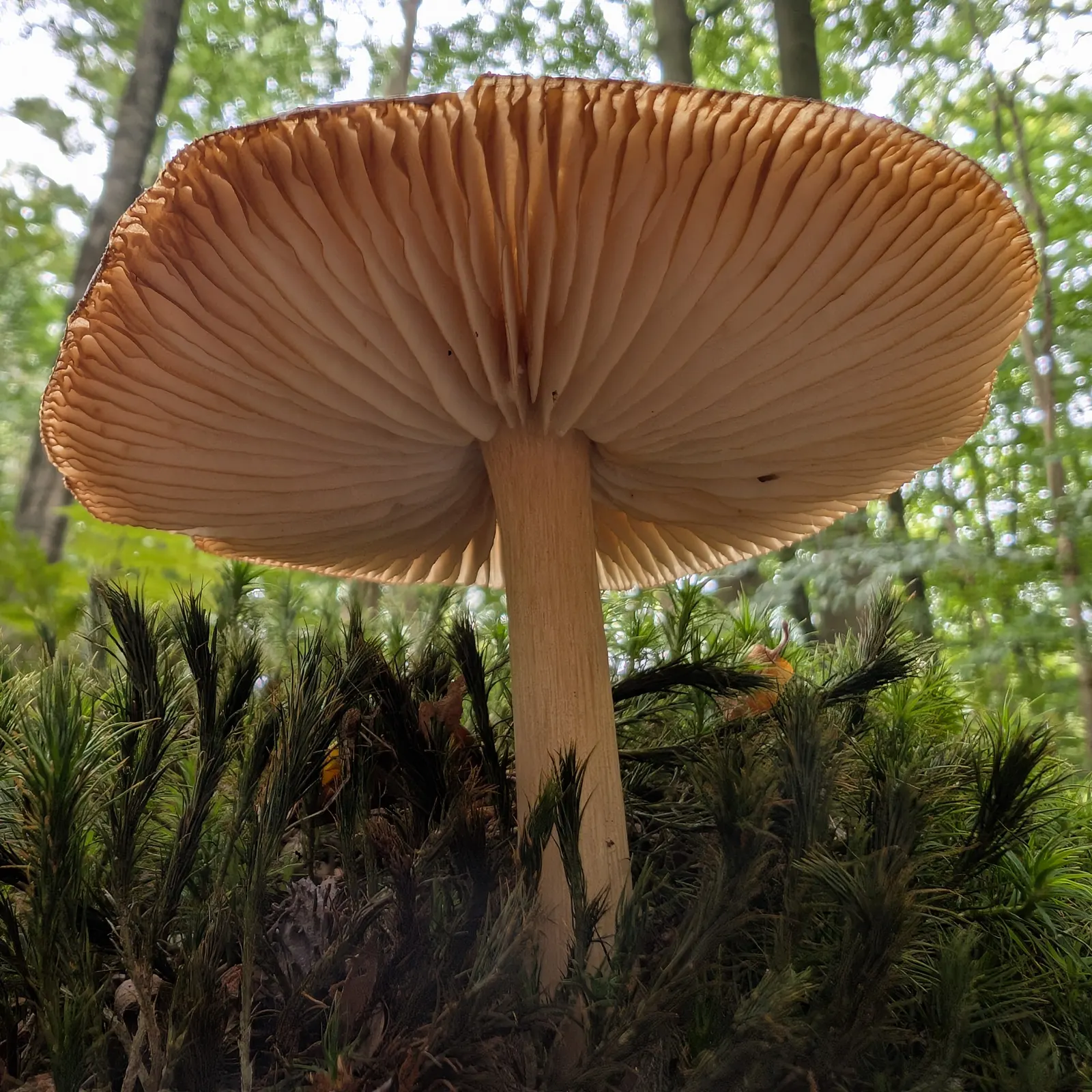 Close view of mushroom lamellae beneath a forest mushroom cap